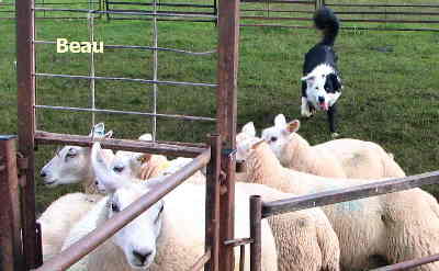 Welsh Sheepdog Wilden Beau