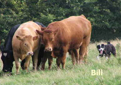 Welsh Sheepdog Wilden Big Bill