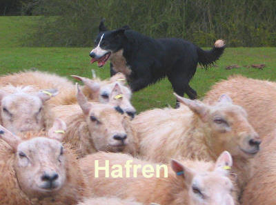 Welsh Sheepdog Wilden Hafren