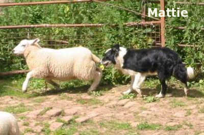 Welsh Sheepdog Wilden Mattie