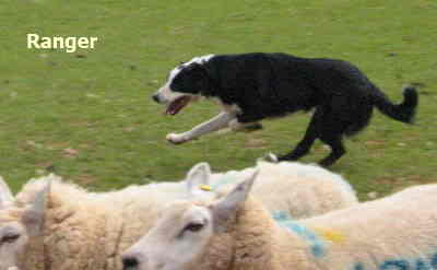Welsh Sheepdog Wilden Ranger