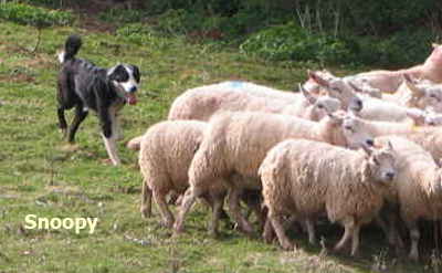 Welsh Sheepdog Wilden Snoopy