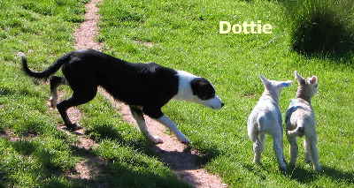 Welsh Sheepdog Wilden Dottie