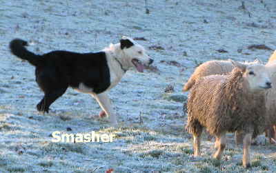 Welsh Sheepdog Wilden Smasher