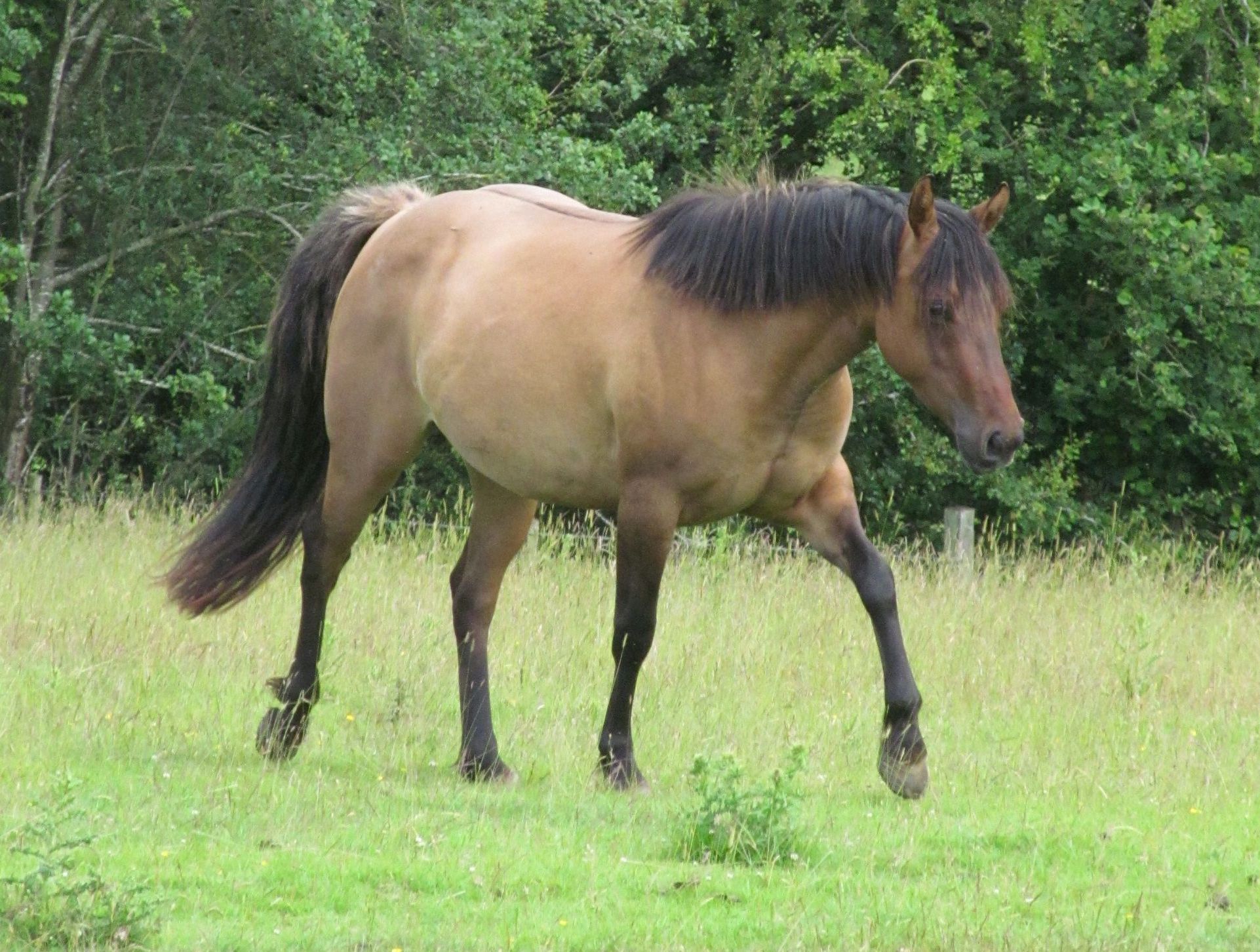 Quarter Horse filly, Seren Kansas Kate1
