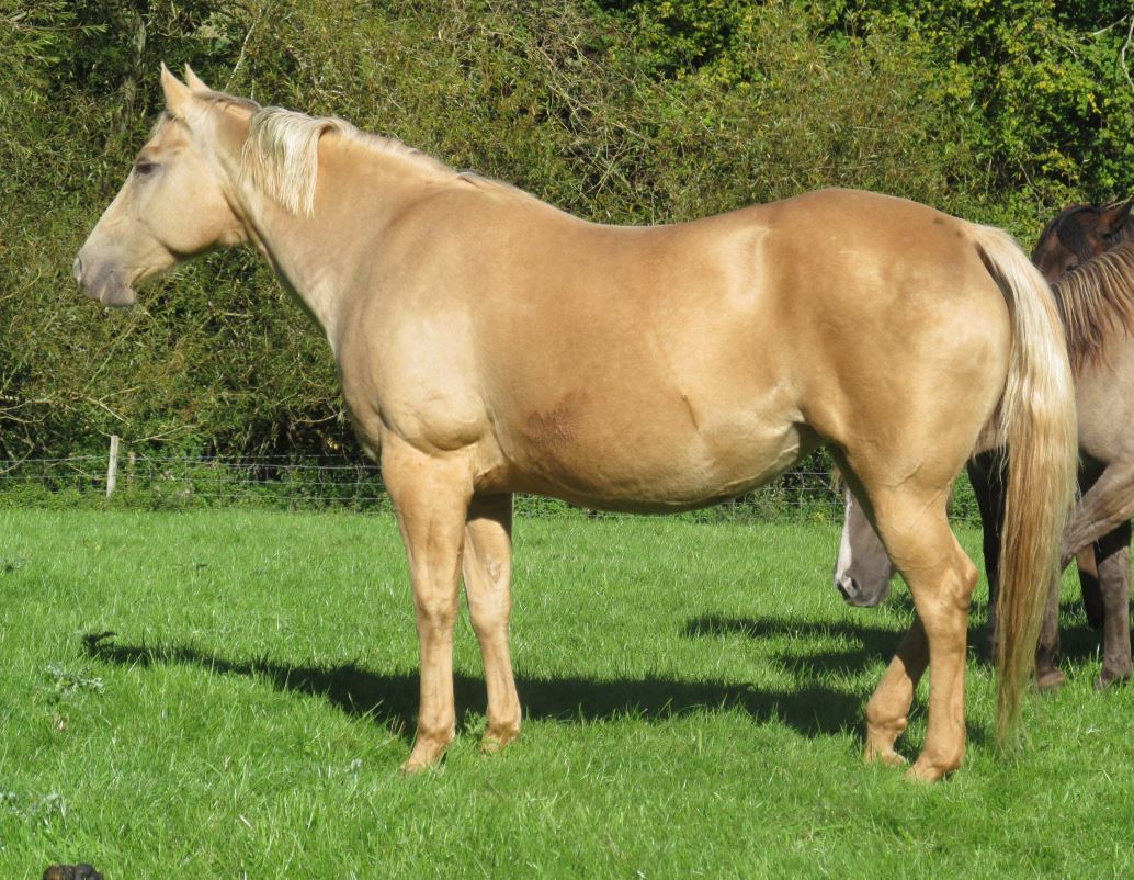 Quarter Horse mare, Solano Jet o Gold