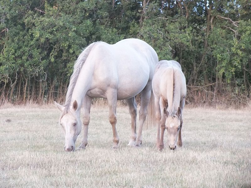 Quarter Horse mare, Wilden Caoimhe