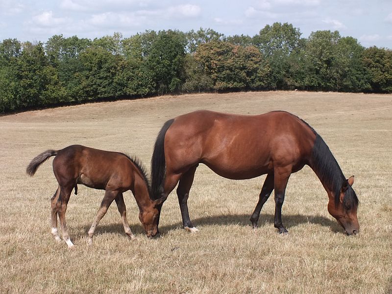 Quarter Horse mare, Wilden Frisco