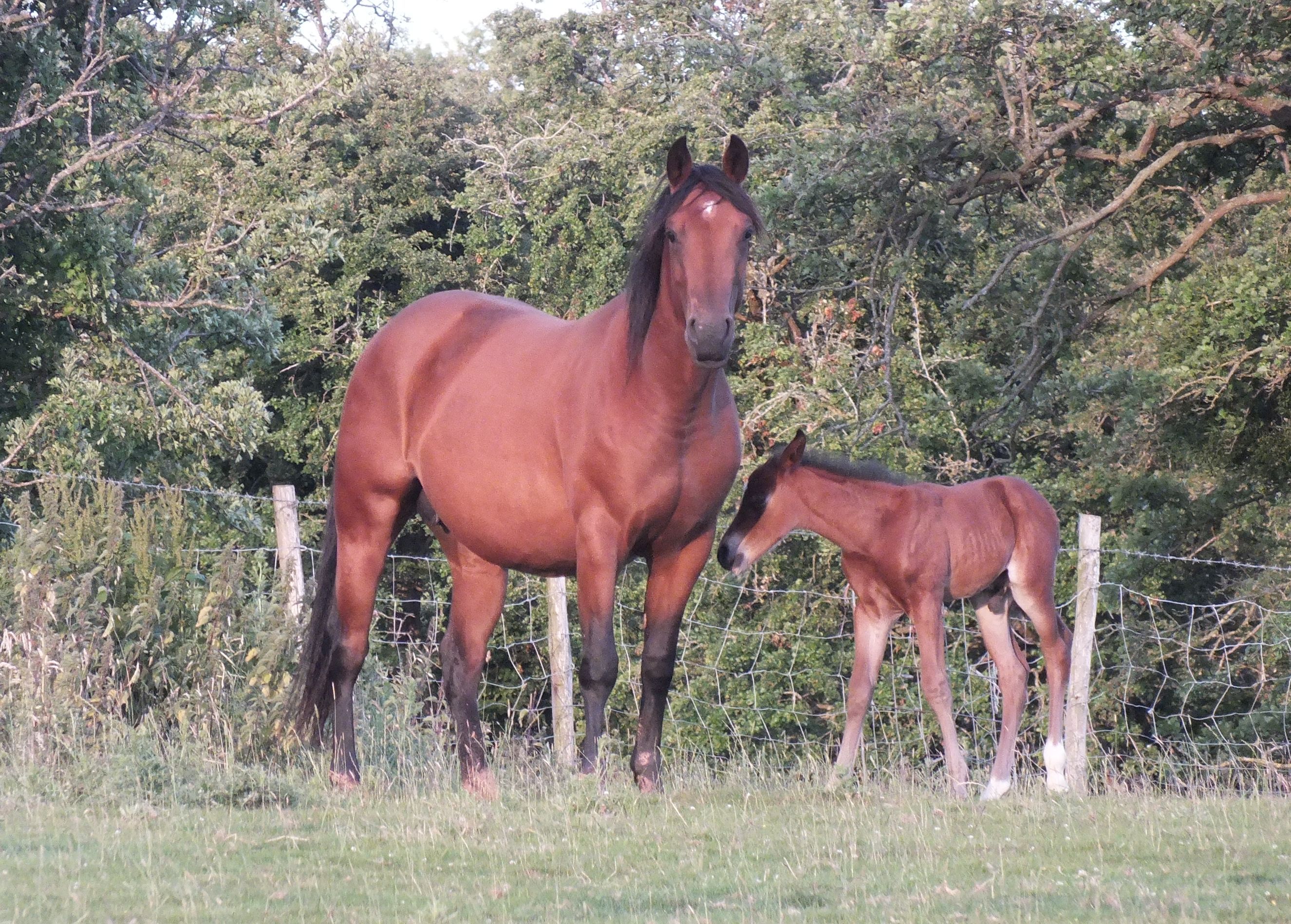 Quarter Horse mare, Wilden Frisco