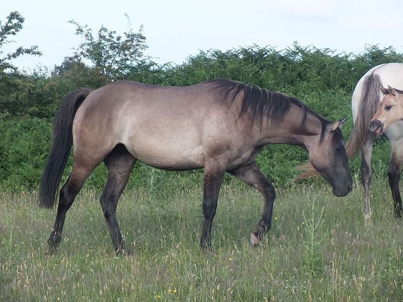 Quarter Horse mare, Wilden Holy Smoke
