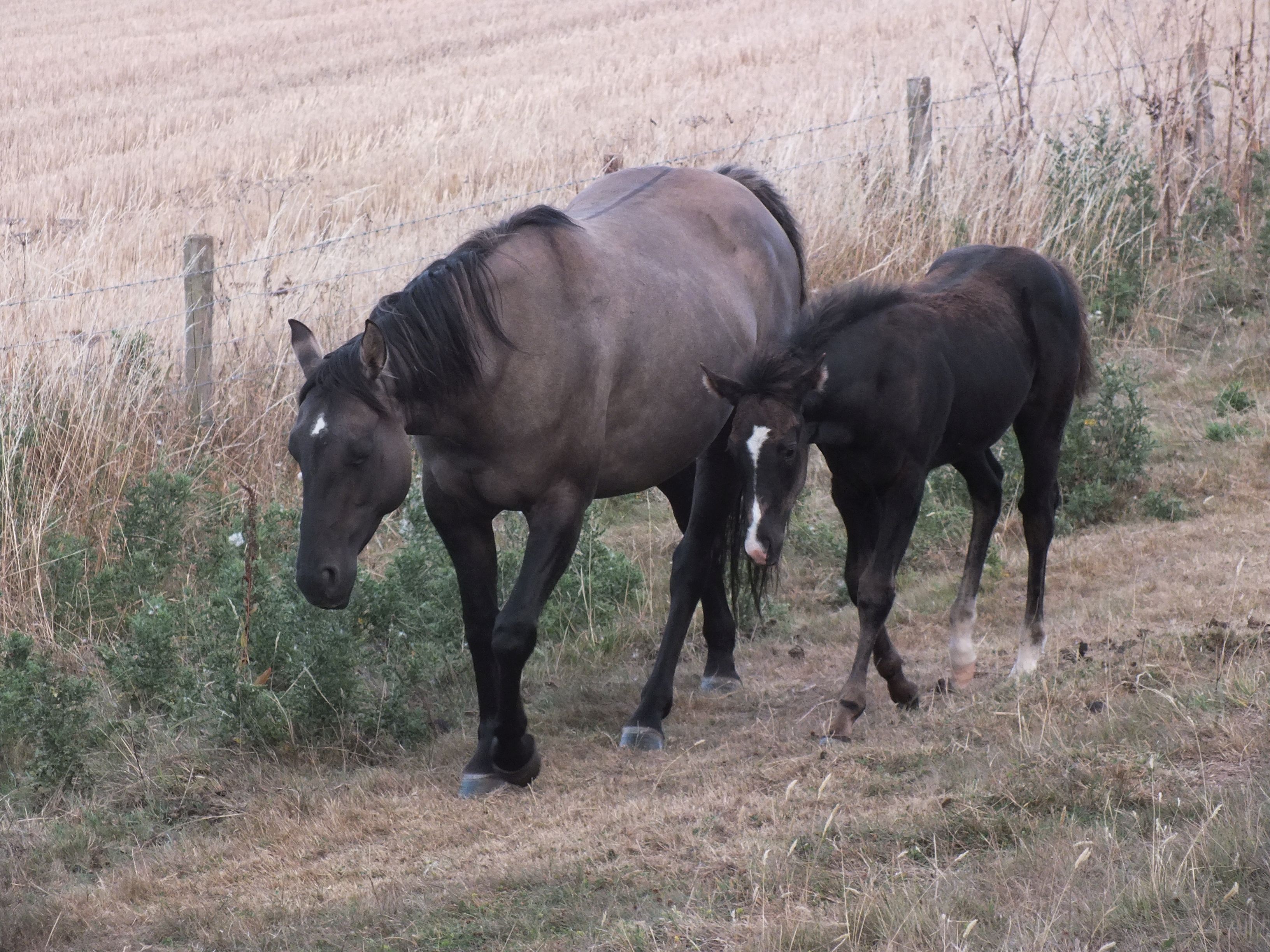 Quarter Horse mare, Wilden Holy Smoke