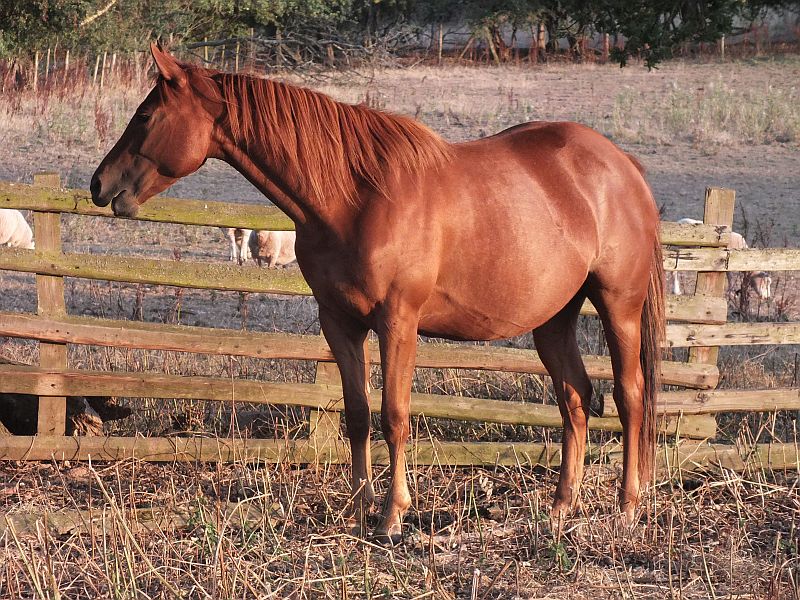 Quarter Horse mare, Wilden Hoodoo