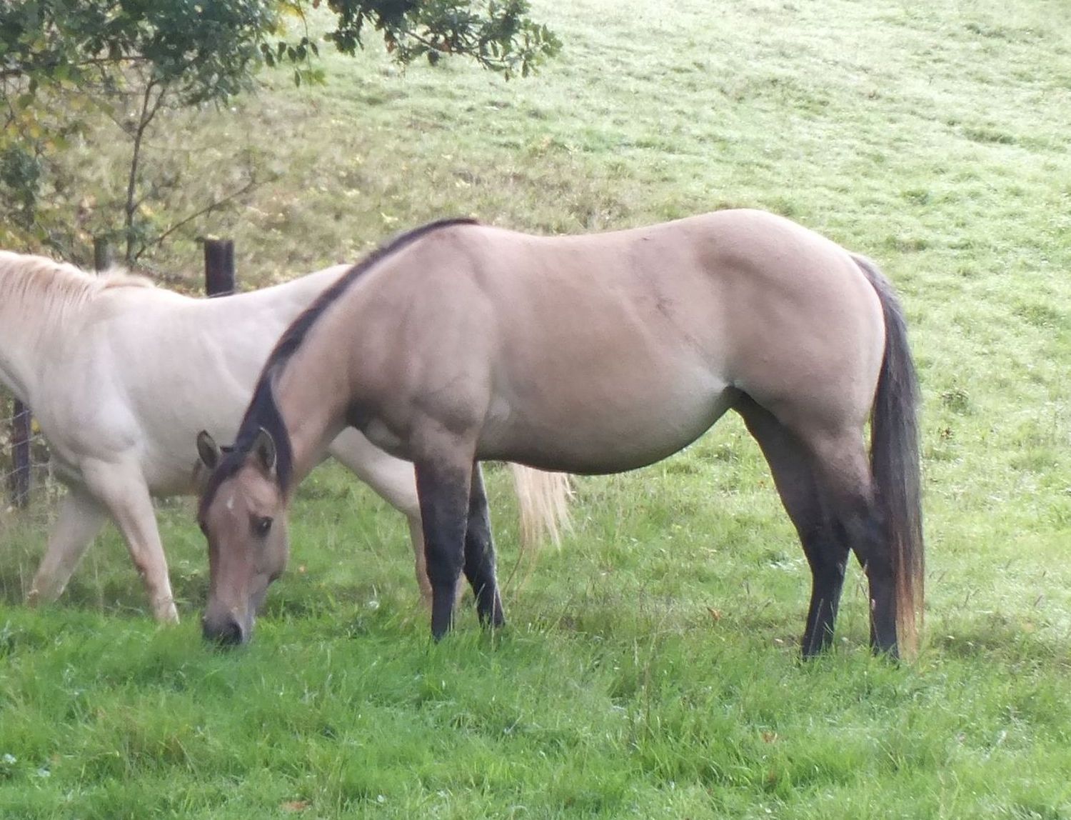 Quarter Horse mare, Wilden Peace