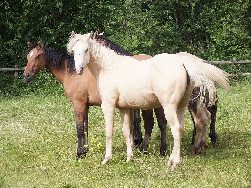 Quarter Horse mare, Wilden Roulette