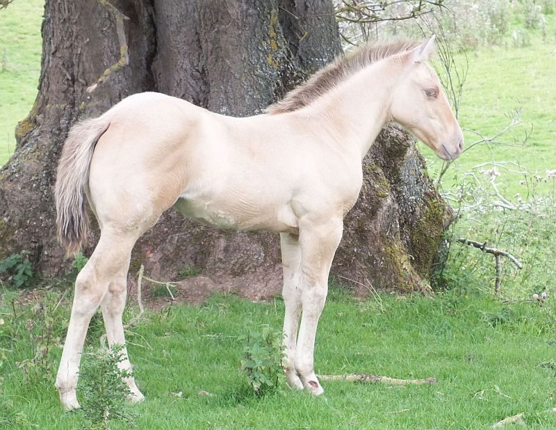 Quarter Horse mare, Wilden Windsong